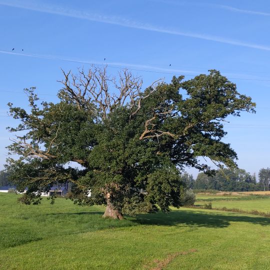 Stieleiche w. Reichertshaus