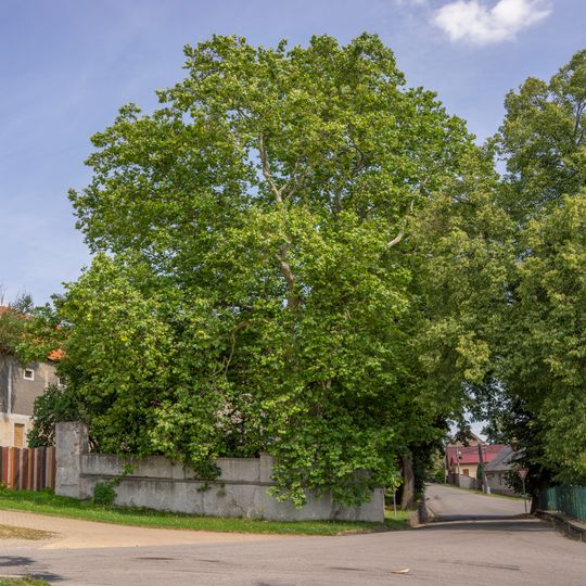 Platan u zámku v Chotýšanech