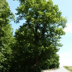 Památné stromy u hradu