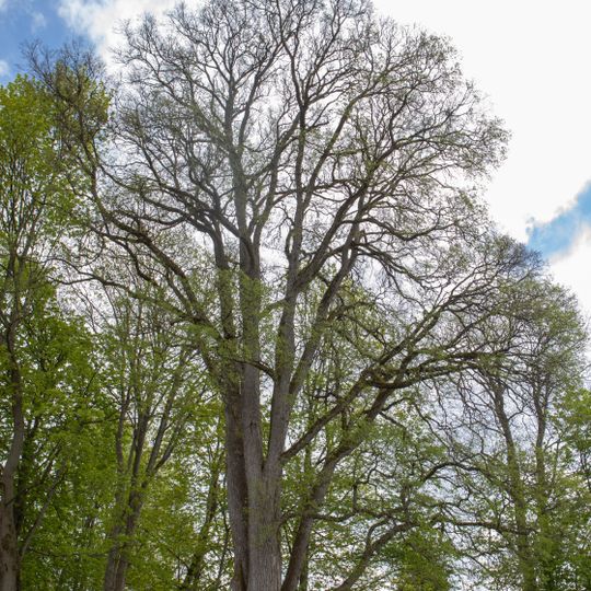 Berg-Ulme in Langenau