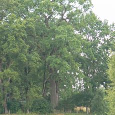 Vaineikupio ąžuolas