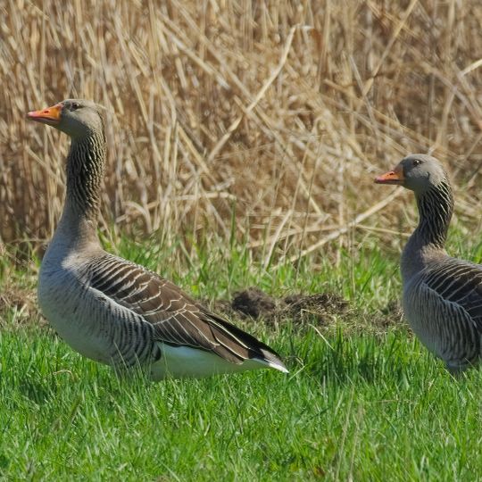 Lampertheimer Altrhein