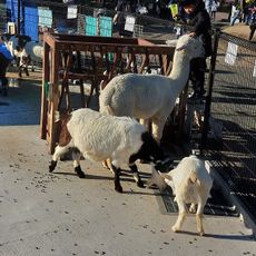 どうぶつ広場