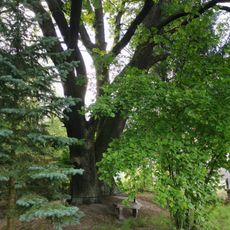 Stieleiche in Schwarzbach