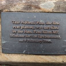 Wollemi Pine Planting