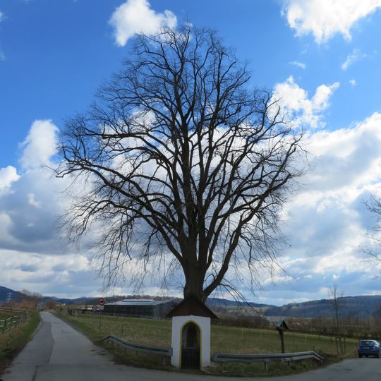 Naturdenkmal Linde südlicher Ortsrand Enste