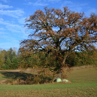 Naturdenkmal Huteeiche und Tränke Biesow Auf freiem Feld ca. 550 m nordöstlich von Biesow unmittelbar neben Kleingewässer in Prötzel