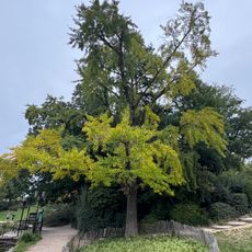 Arbre aux quarante écus