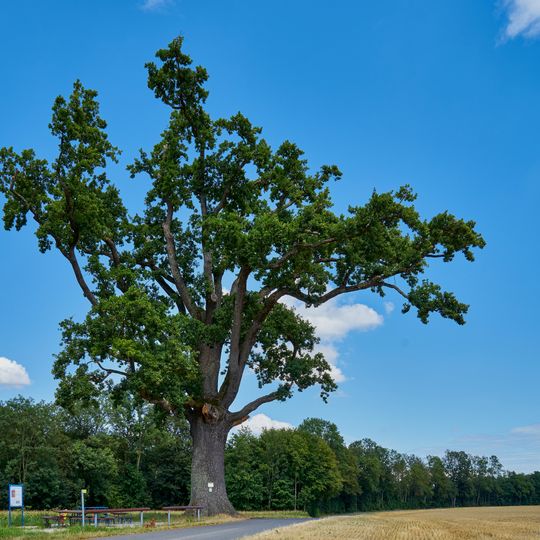 Stieleiche bei Obersunzing