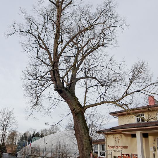 Lípa u pomníčku v Hruškové