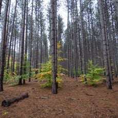 Manistee National Forest