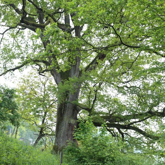 Eiche in Untermühl