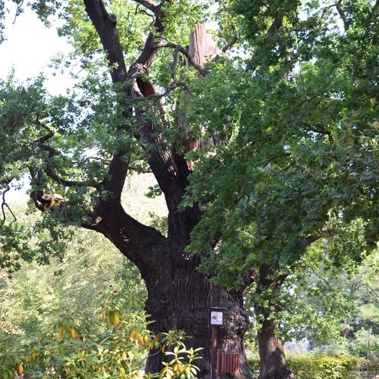 Rieseneiche in Hornow