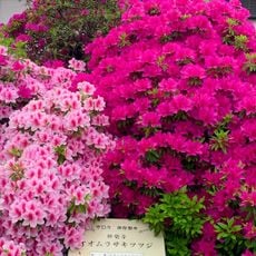 妙楽寺