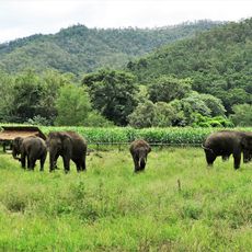 Chiang Maï Elephant Home