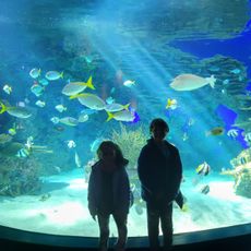 Ripley's Aquarium of the Smokies