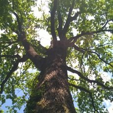 Stiel-Eiche Bondickstraße 24