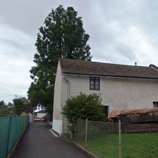 Metasequoia in Oldřišov