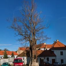 Cisterciácká lípa