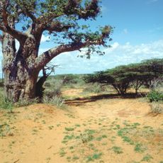 Somali Acacia-Commiphora bushlands and thickets