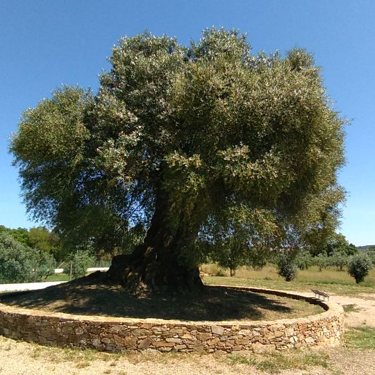 Oliveira do Mouchão