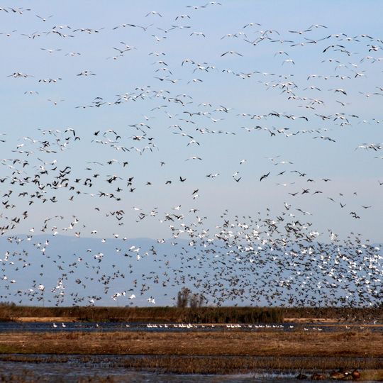 Sacramento National Wildlife Refuge Complex