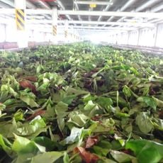 Blue Fields Tea Factory