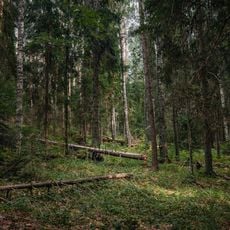 Лиственничная роща (Сортавальское г.п.)