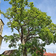 Eiche vor der Kirche Gruna