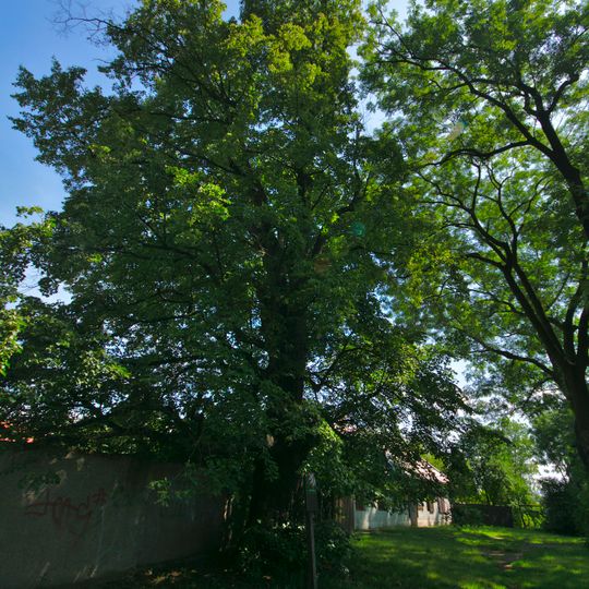 Lípa u Klášterního Hradiska