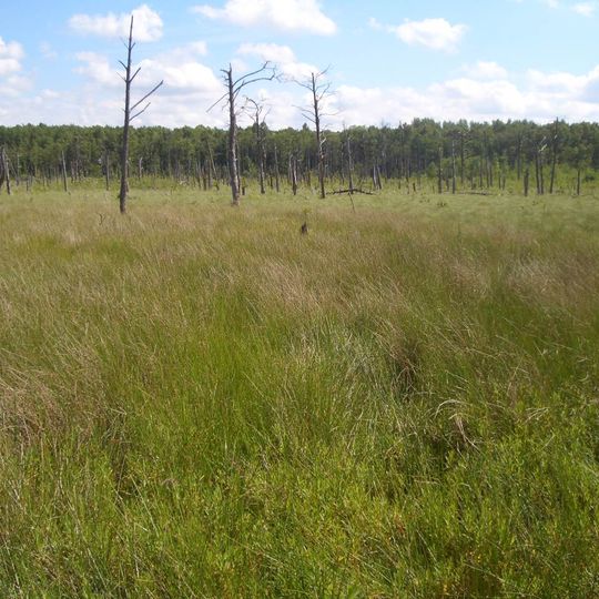 Moore zwischen Greifswald und Miltzow