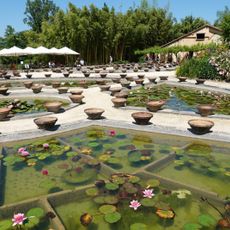 Jardin des nénuphars de  Latour-Marliac