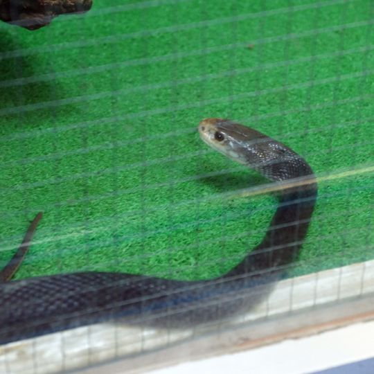 Japan Snake Center