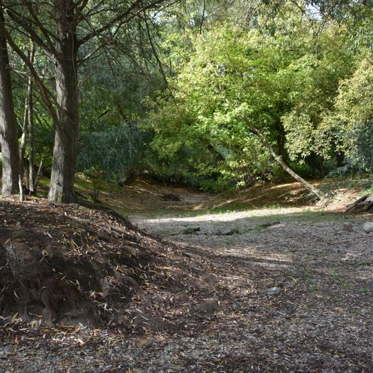 Bei der Silberpappel