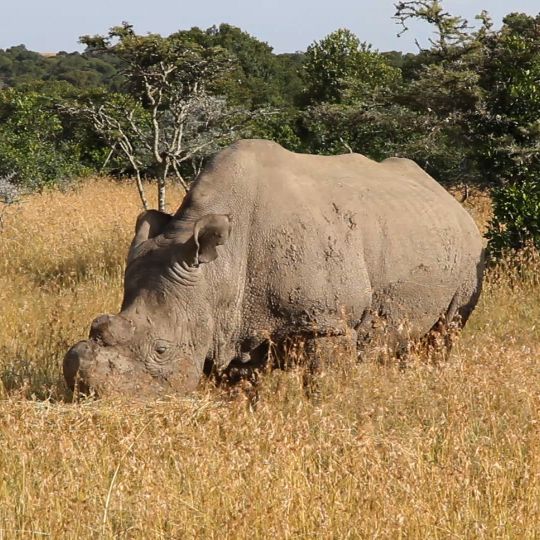 Riserva di Ol Pejeta