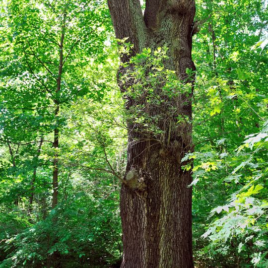 Stiel-Eiche Treptower Park