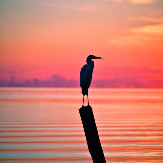 Great White Heron National Wildlife Refuge