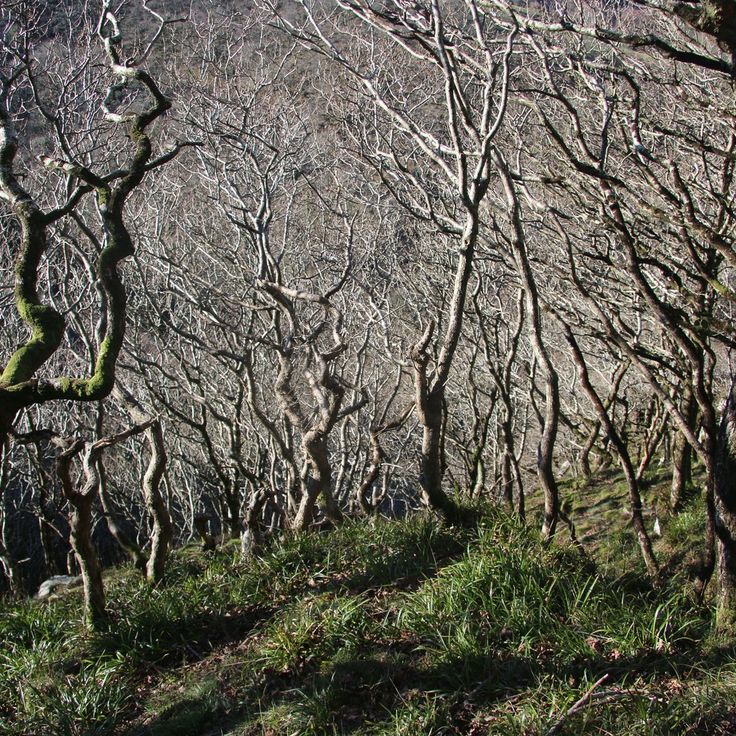 Horner's Neck Wood
