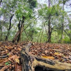 Molai forest