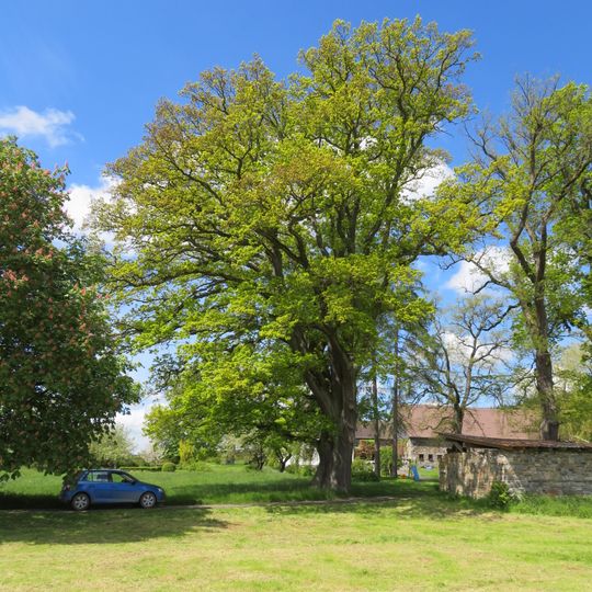Naturdenkmal Eiche südwestlich Enste