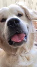 Charlie The Golden