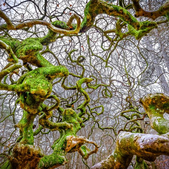 Réserve biologique dirigée de Faux de Verzy