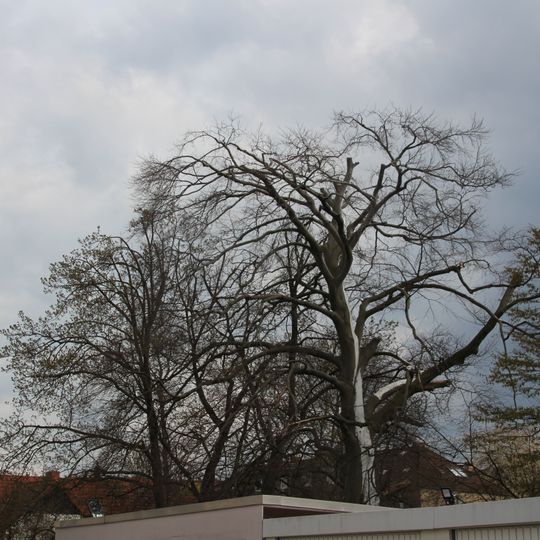 Rotbuche Rotermundstraße 24