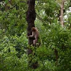 La forêt des Singes