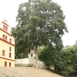 Lime tree on rectory garden