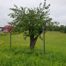 2004170 Tunaäpplets moderträd i Islingby