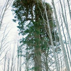 The tall fir tree