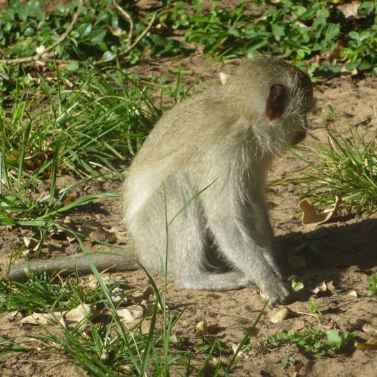 Parco nazionale di Sodwana Bay