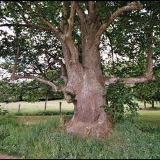 Lípa v Hostínově Lhotě