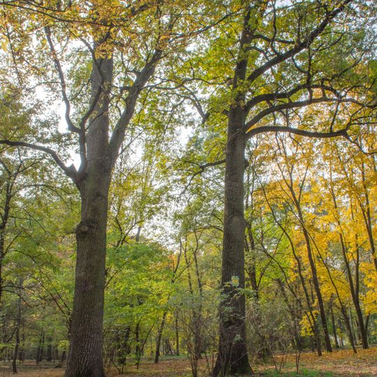 Group of centuries-old oaks